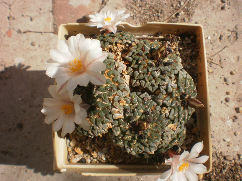 Файл:Ariocarpus kotschoybeyanus var. albiflorus.jpg