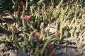 Cleistocactus samaipatanus 43.JPG