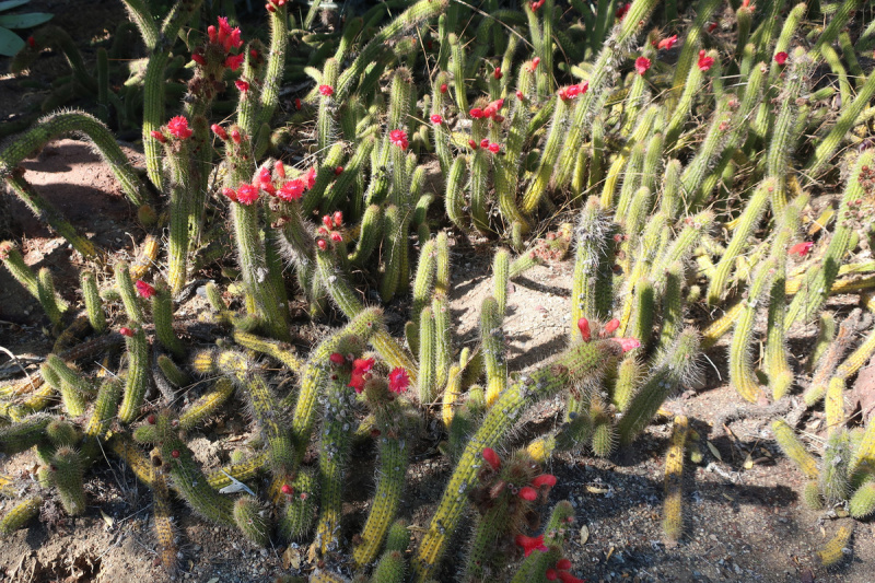 Файл:Cleistocactus samaipatanus 43.JPG