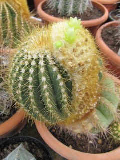 Coleocephalocereus aureus 5.jpg