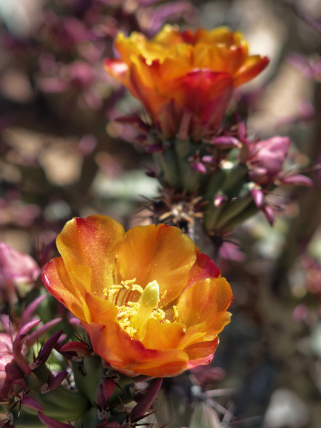 Файл:Cylindropuntia spinosior 3.jpg