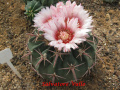Echinocactus texensis 6.jpg