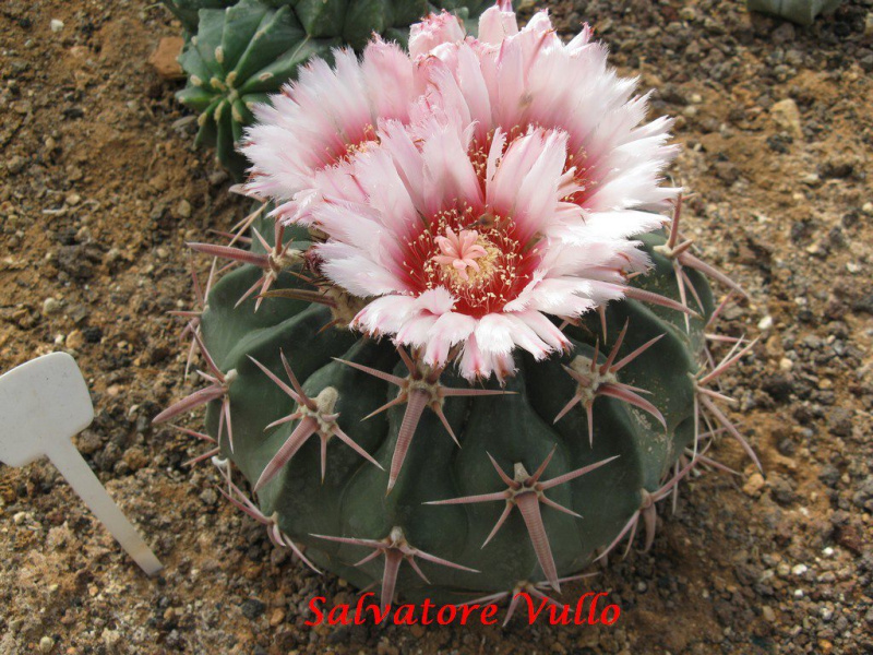 Файл:Echinocactus texensis 6.jpg