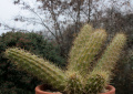 Echinocereus pensislis 2 M.Ramos.jpg