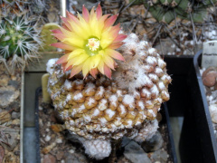 Eriosyce odieri ssp. krausii.jpg