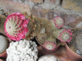 Mammillaria matudae 02.jpg