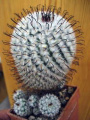 Mammillaria perezdelarosae 3.jpg
