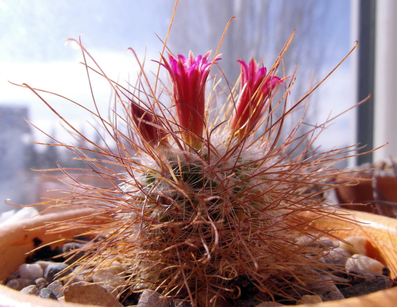 Файл:Mammillaria rekoi lept-0548.JPG