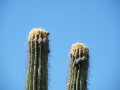 Pachycereus fulviceps