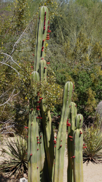 Файл:Pachycereus marginatus 9.JPG