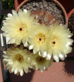 Parodia schlosseri s11.jpg