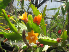 Pfeiffera monacantha 01.jpg