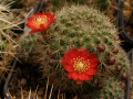 Rebutia deminuta ssp. kupperiana.jpg