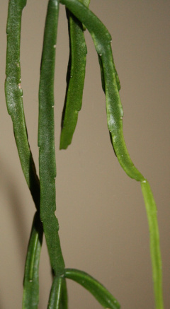 Rhipsalis sulcata.JPG