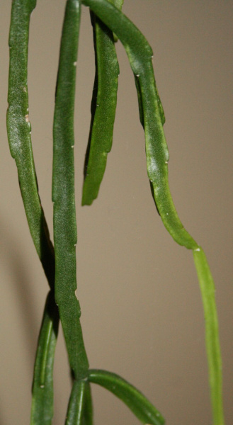 Файл:Rhipsalis sulcata.JPG