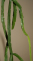 Rhipsalis sulcata