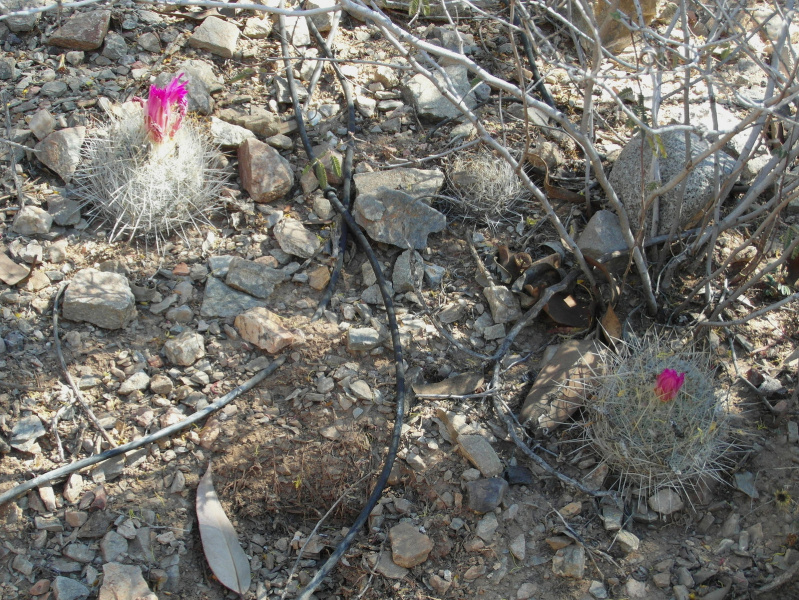 Файл:Thelocactus macdowellii 37.JPG