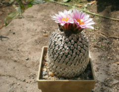 Turbinicarpus valdezianus Andromir.jpg
