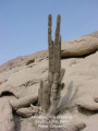 Armatocereus procerus