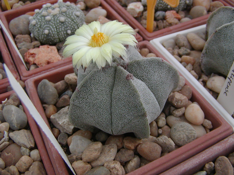 Файл:Astrophytum myriostigma.jpg