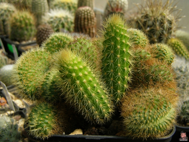 Файл:Cleistocactus samaipatanus f. cristata.jpg