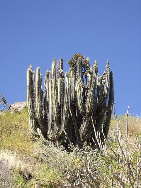 Файл:Corryocactus brevistylus 2.JPG