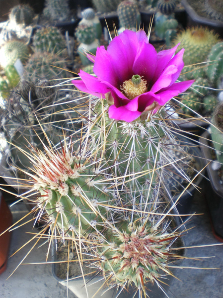 Файл:Echinocereus apachensis BW074.jpg