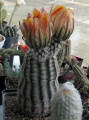 Echinocereus dasyacanthus 2.jpg