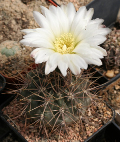 Gymnocalycium gibbosum.jpg