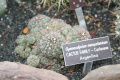 Gymnocalycium mesopotamicum 03.jpg