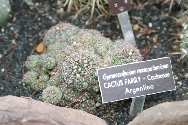 Файл:Gymnocalycium mesopotamicum 03.jpg