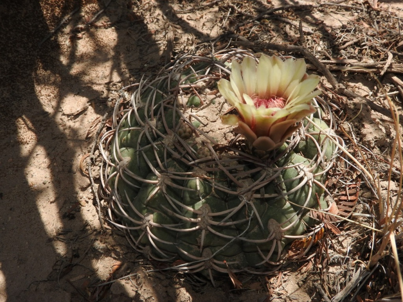 Файл:Gymnocalycium pugionacanthum 8.jpg