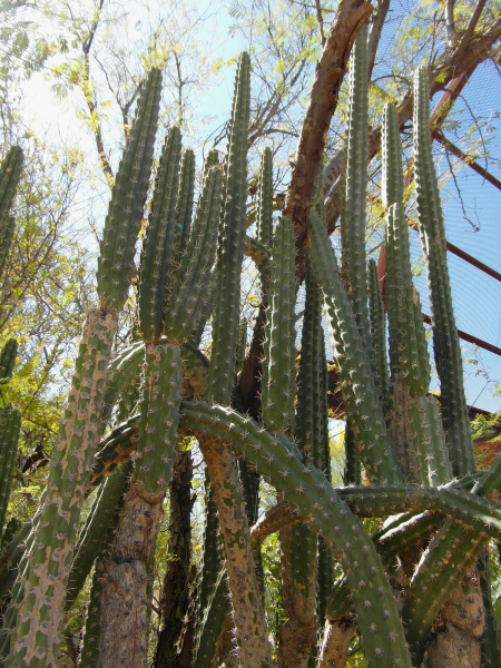 Файл:Harrisia tetracantha 2.jpg