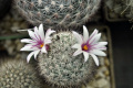 Mammillaria albicans ssp. albicans