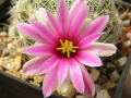 Mammillaria boolii fl.jpg