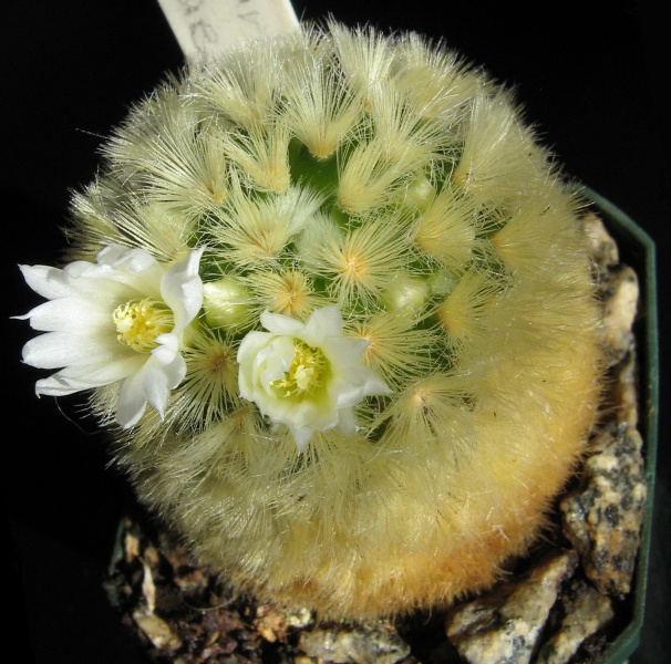Файл:Mammillaria carmenae.jpg