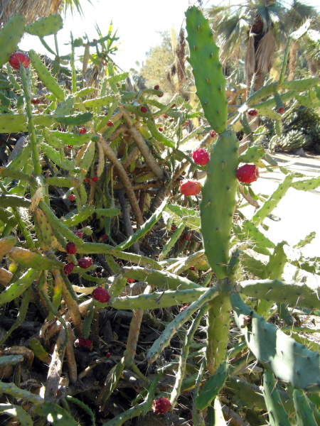 Файл:Nopalea dejecta 2.jpg