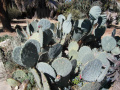 Opuntia robusta 7.JPG