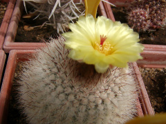 Parodia scopa ssp. scopa.jpg