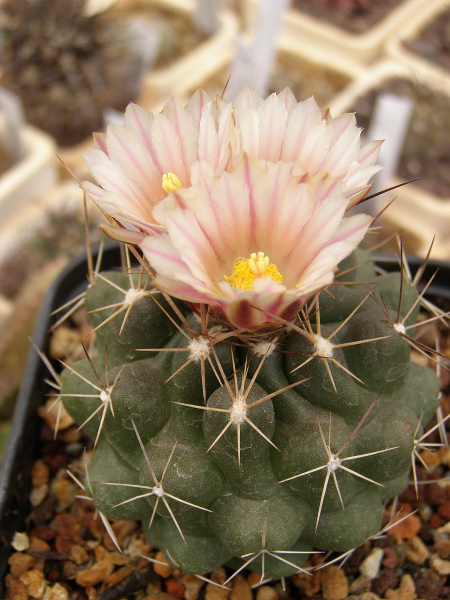 Файл:Thelocactus tulensis 11.jpg