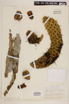 Austrocylindropuntia cylindrica ASU0054071.jpg