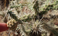 Cylindropuntia whipplei 47.JPG