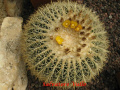 Echinocactus grusonii 9.jpg