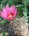 Echinocereus ferreirianus ssp. lindsayi 5.jpg