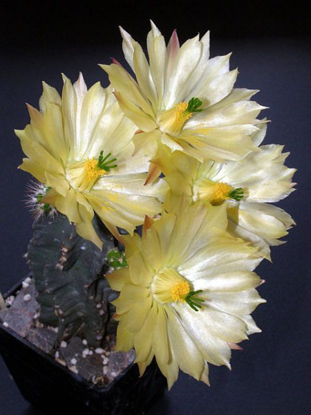 Файл:Echinocereus subinermis ssp. subinermis1.jpg