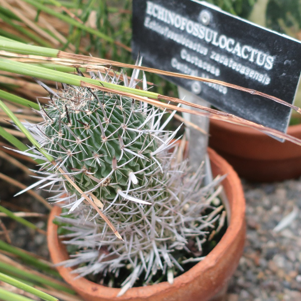 Файл:Echinofossulocactus zacatecasensis 96.JPG