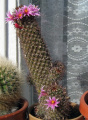 Mammillaria sheldonii 2.JPG
