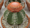 Melocactus matanzanus