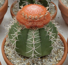 Melocactus matanzanus.jpg