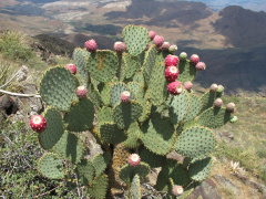 Opuntia chlorotica-1 lg.jpg
